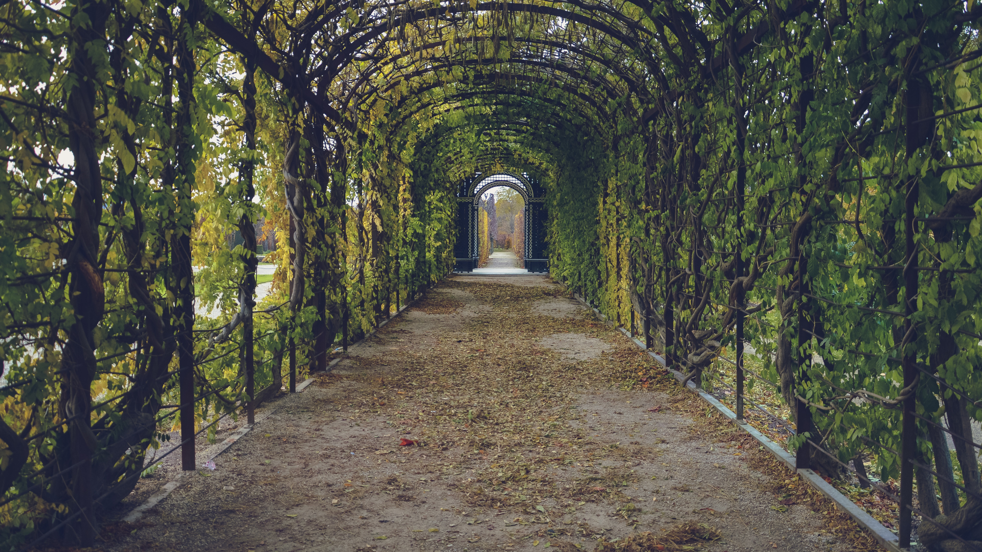 Vertikalioji sodininkyste: Inovatyvios idėjos, kaip maksimaliai išnaudoti erdvę ir pagražinti sodą