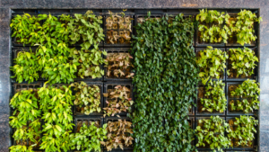 vertikalus žoleliu sodas